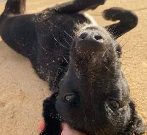 Amelia Eve Instagram - Made a few furiends in Paradise 🐾
