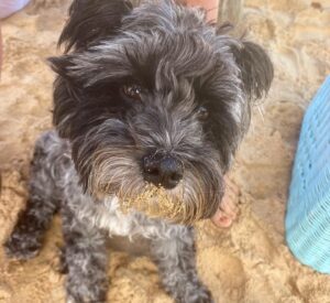 Amelia Eve Instagram - Made a few furiends in Paradise 🐾