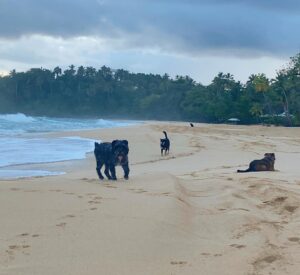 Amelia Eve Instagram - Made a few furiends in Paradise 🐾