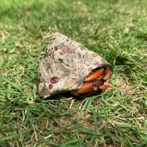 Amelia Eve Instagram - El cangrejo 🦀 

Fun fact: crabs can be right-handed, left-handed or ambidextrous #crabsarecool