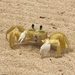 Amelia Eve Instagram - El cangrejo 🦀 

Fun fact: crabs can be right-handed, left-handed or ambidextrous #crabsarecool