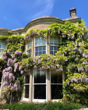 Amelia Warner Instagram - Just adding to the wisteria hysteria..