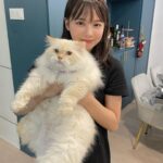 Amisa Miyazaki Instagram - シンガポールの親戚のおうちの猫ちゃん。めっちゃでかかった😂5キロだって😂 ・ そして、チュールが好きなのは世界共通でした。