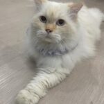 Amisa Miyazaki Instagram - シンガポールの親戚のおうちの猫ちゃん。めっちゃでかかった😂5キロだって😂 ・ そして、チュールが好きなのは世界共通でした。