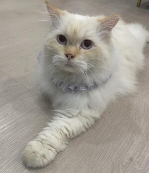 Amisa Miyazaki Instagram - シンガポールの親戚のおうちの猫ちゃん。めっちゃでかかった😂5キロだって😂
・
そして、チュールが好きなのは世界共通でした。
