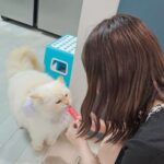 Amisa Miyazaki Instagram - シンガポールの親戚のおうちの猫ちゃん。めっちゃでかかった😂5キロだって😂 ・ そして、チュールが好きなのは世界共通でした。