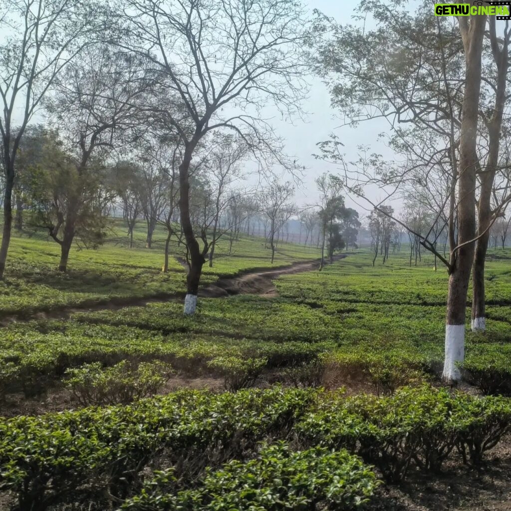 Amrita Chattopadhyay Instagram - A post for the love of tea.. Tea gardens and tea plucking.. ✨💥 #tealover #tea #shootlife #teagarden