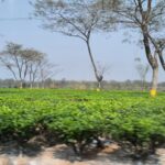 Amrita Chattopadhyay Instagram – A post for the love of tea.. 
Tea gardens and tea plucking.. ✨💥

#tealover #tea #shootlife #teagarden