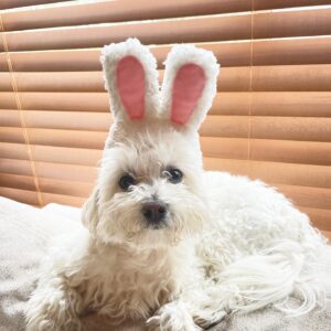 Amy Okuda Instagram - Happy bunny and egg day from a very angry bunny