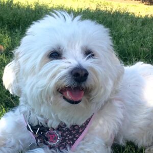 Amy Okuda Instagram - My best friend and forever baby. For half my life she made everyone laugh with her bitchy antics. My heart hurts more than I ever could have imagined and life will never be the same but I hope she will be watching over us as we enter a new chapter. 
Lola, thank you for being the cutest, spunkiest, most difficult dog in the world. We will always make sure to save a piece of wagyu steak for you.
