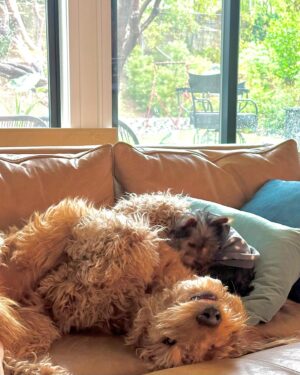 Amy Davidson Instagram - Hi my name is Clifford. 🐶 I got a sister about a week ago. She's "kinda" cool I guess? Her name is Clementine. I'm not really into her climbing all over me, but she is pretty cute and I've been wanting a sister so I guess I'll put up with her annoying baby behaviors.🙄 She wants all my bones, I mean can't she tell I've already been chewing on them?! 🦴She drinks out of my water bowl which is really funny because she's sooooo short and can barely reach it so I decided to drink out of hers which is like three sips of water for me🙄 but payback, you know! Clem (that's what my humans started calling her) doesn't know how to go potty outside yet which I think is totally weird and she pees on these like weird pads in the house. 😳 IN THE HOUSE!!??!! And of course she's missed the pad a few times and peed on the rugs. 😂 Anyway, it doesn't seem like she's going anywhere so I guess I'll deal with it. The kid is kind of growing on me…🐾🐶🐶🐾🦴🦴
