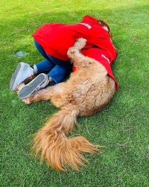 Amy Davidson Instagram - The Caretaker and the Freeloader...Ain't that the truth! 😂 Kales, you and  @ohnorman knocked it outta the park! Already gave Clifford "Calm the eff down!" And he literally gave me his head to put his first ever sweatshirt on! Congrats on the launch!!! 🐶🐾♥️

You guys, check out these awesome and adorable products from @ohnorman 🐾🐾🐾