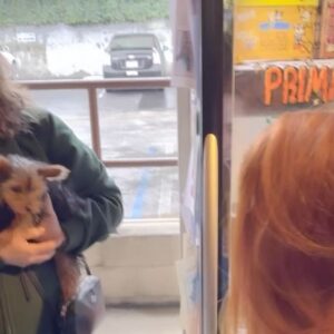 Amy Davidson Instagram - We met a very special little lady on Saturday. Please meet Clementine.🐶♥️This sweet little girl will be joining our family today as a foster to adopt, but I already know how this is going to pan out! Lol! There are so many people that have helped to make this possible. The amazing rescue and staff of @therealbark has been nothing but supportive and loving in our journey with Clementine. 🙏🏻 Thank you for giving us an opportunity to grow our family and give Clementine a happy life and home. Having our friend and Dog Trainer, Lucy @thehappydogclubla join us to meet the baby girl and help Clifford and Clementine get acquainted, was an absolute must. She truly helped make their introduction seamless. Lucy will also be coming over today when the rescue drops off Clementine 🫶🏻 to once again, help us create a safe and happy atmosphere for our gentle giant and new mini girl.💙🩷 @kaleycuoco thank you for being so supportive and genuinely excited for us. 🌷For reaching out to @therealbark on our behalf and continuing to spread your love of four-legged furry friends. 🙏🏻🩷 @saralaskow you introduced us to our two furry babies! And you knew, you just KNEW they were meant to be part of our family. I don't know if I'll ever be able to thank you enough. 🙏🏻🥹🌷 So much thought has gone into this next step and addition to our family, and it does not go without saying that part of me still feels completely broken without Sophie. This process has been incredibly emotional and cathartic and quite honestly, destined. I've missed my baby girl tremendously this past year but I am excited to open my heart to another mini furry baby. I think Sophie would approve. Soph, you will forever be my heart dog. My soulmate. I love and miss you every day, my sweet girl...🩷🩷🩷