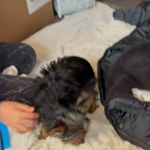 Amy Davidson Instagram - We met a very special little lady on Saturday. Please meet Clementine.🐶♥️This sweet little girl will be joining our family today as a foster to adopt, but I already know how this is going to pan out! Lol! There are so many people that have helped to make this possible. The amazing rescue and staff of @therealbark has been nothing but supportive and loving in our journey with Clementine. 🙏🏻 Thank you for giving us an opportunity to grow our family and give Clementine a happy life and home. Having our friend and Dog Trainer, Lucy @thehappydogclubla join us to meet the baby girl and help Clifford and Clementine get acquainted, was an absolute must. She truly helped make their introduction seamless. Lucy will also be coming over today when the rescue drops off Clementine 🫶🏻 to once again, help us create a safe and happy atmosphere for our gentle giant and new mini girl.💙🩷 @kaleycuoco thank you for being so supportive and genuinely excited for us. 🌷For reaching out to @therealbark on our behalf and continuing to spread your love of four-legged furry friends. 🙏🏻🩷 @saralaskow you introduced us to our two furry babies! And you knew, you just KNEW they were meant to be part of our family. I don't know if I'll ever be able to thank you enough. 🙏🏻🥹🌷

So much thought has gone into this next step and addition to our family, and it does not go without saying that part of me still feels completely broken without Sophie. This process has been incredibly emotional and cathartic and quite honestly, destined. I've missed my baby girl tremendously this past year but I am excited to open my heart to another mini furry baby. I think Sophie would approve. Soph, you will forever be my heart dog. My soulmate. I love and miss you every day, my sweet girl...🩷🩷🩷