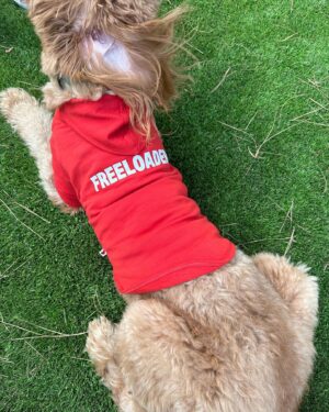 Amy Davidson Instagram - The Caretaker and the Freeloader...Ain't that the truth! 😂 Kales, you and  @ohnorman knocked it outta the park! Already gave Clifford "Calm the eff down!" And he literally gave me his head to put his first ever sweatshirt on! Congrats on the launch!!! 🐶🐾♥️

You guys, check out these awesome and adorable products from @ohnorman 🐾🐾🐾