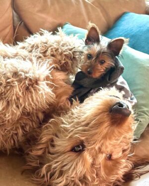 Amy Davidson Instagram - Hi my name is Clifford. 🐶 I got a sister about a week ago. She's "kinda" cool I guess? Her name is Clementine. I'm not really into her climbing all over me, but she is pretty cute and I've been wanting a sister so I guess I'll put up with her annoying baby behaviors.🙄 She wants all my bones, I mean can't she tell I've already been chewing on them?! 🦴She drinks out of my water bowl which is really funny because she's sooooo short and can barely reach it so I decided to drink out of hers which is like three sips of water for me🙄 but payback, you know! Clem (that's what my humans started calling her) doesn't know how to go potty outside yet which I think is totally weird and she pees on these like weird pads in the house. 😳 IN THE HOUSE!!??!! And of course she's missed the pad a few times and peed on the rugs. 😂 Anyway, it doesn't seem like she's going anywhere so I guess I'll deal with it. The kid is kind of growing on me…🐾🐶🐶🐾🦴🦴