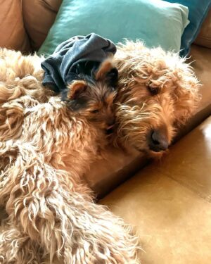 Amy Davidson Instagram - Hi my name is Clifford. 🐶 I got a sister about a week ago. She's "kinda" cool I guess? Her name is Clementine. I'm not really into her climbing all over me, but she is pretty cute and I've been wanting a sister so I guess I'll put up with her annoying baby behaviors.🙄 She wants all my bones, I mean can't she tell I've already been chewing on them?! 🦴She drinks out of my water bowl which is really funny because she's sooooo short and can barely reach it so I decided to drink out of hers which is like three sips of water for me🙄 but payback, you know! Clem (that's what my humans started calling her) doesn't know how to go potty outside yet which I think is totally weird and she pees on these like weird pads in the house. 😳 IN THE HOUSE!!??!! And of course she's missed the pad a few times and peed on the rugs. 😂 Anyway, it doesn't seem like she's going anywhere so I guess I'll deal with it. The kid is kind of growing on me…🐾🐶🐶🐾🦴🦴