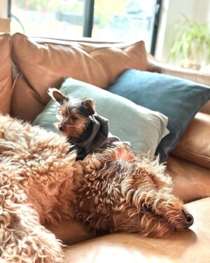 Amy Davidson Instagram - Hi my name is Clifford. 🐶 I got a sister about a week ago. She's "kinda" cool I guess? Her name is Clementine. I'm not really into her climbing all over me, but she is pretty cute and I've been wanting a sister so I guess I'll put up with her annoying baby behaviors.🙄 She wants all my bones, I mean can't she tell I've already been chewing on them?! 🦴She drinks out of my water bowl which is really funny because she's sooooo short and can barely reach it so I decided to drink out of hers which is like three sips of water for me🙄 but payback, you know! Clem (that's what my humans started calling her) doesn't know how to go potty outside yet which I think is totally weird and she pees on these like weird pads in the house. 😳 IN THE HOUSE!!??!! And of course she's missed the pad a few times and peed on the rugs. 😂 Anyway, it doesn't seem like she's going anywhere so I guess I'll deal with it. The kid is kind of growing on me…🐾🐶🐶🐾🦴🦴