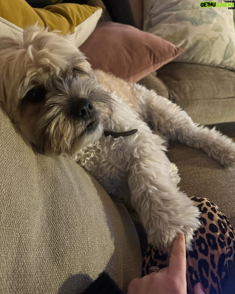 Amy Huberman Instagram - Lashes on, bangs teased, tache combed. Staying in. As is Phoebe.