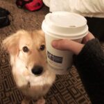 Amy Nelson Instagram - every coffee across america