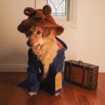 Amy Nelson Instagram - Please look after this bear, thank you.