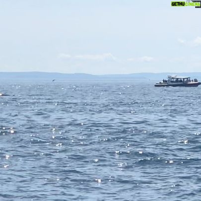 Amy Nelson Instagram - Orca O’clock!! (we saw two orca families traveling together and a bonus grey at the end there! found a minke too but no vids of him) 🐋