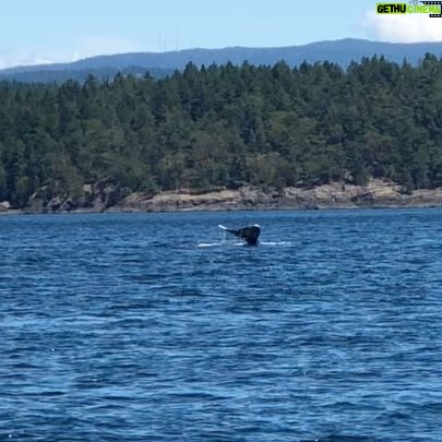 Amy Nelson Instagram - Orca O’clock!! (we saw two orca families traveling together and a bonus grey at the end there! found a minke too but no vids of him) 🐋