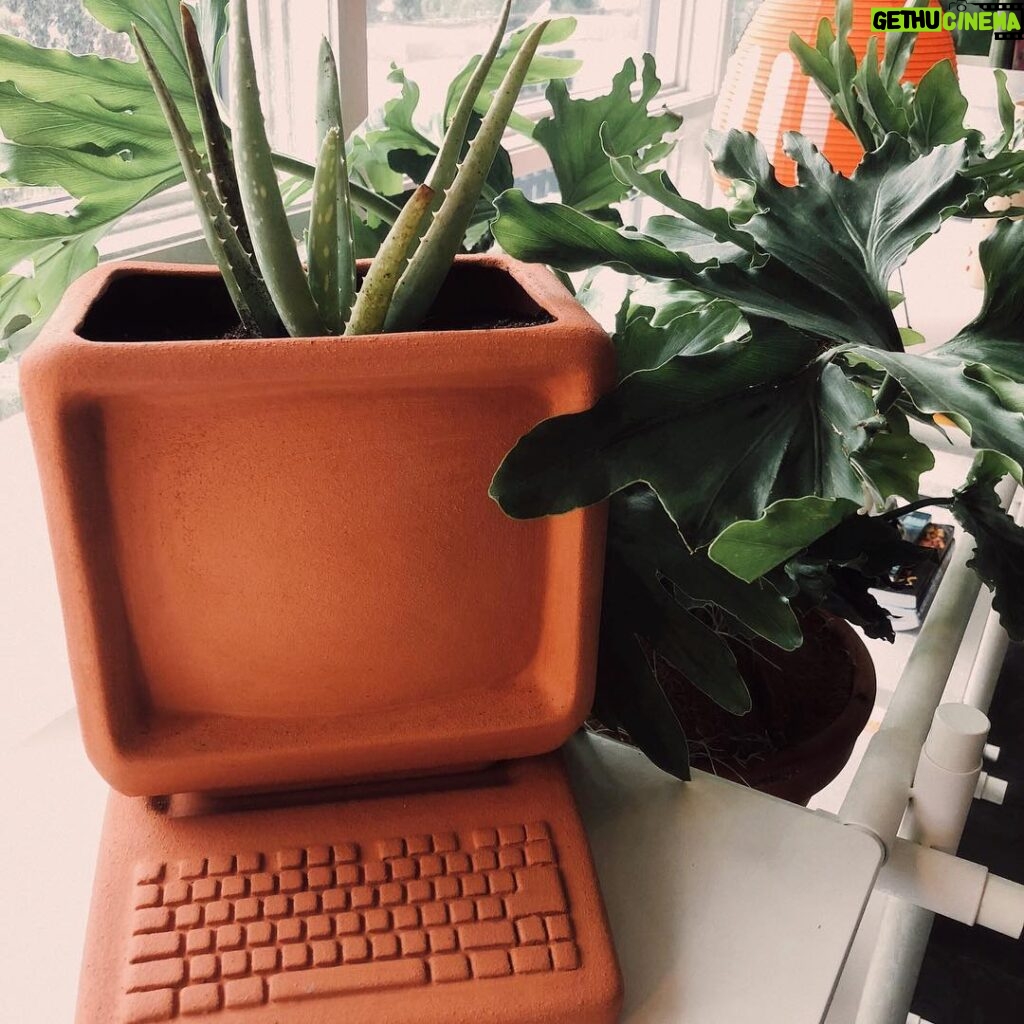 Amy Nelson Instagram - jazzed up about my new planter from @wyatt.little 🗣