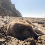 Amy Nelson Instagram – Henry-eating-a-pig-ear-and-falling-asleep-on-the-beach to study/relax to
