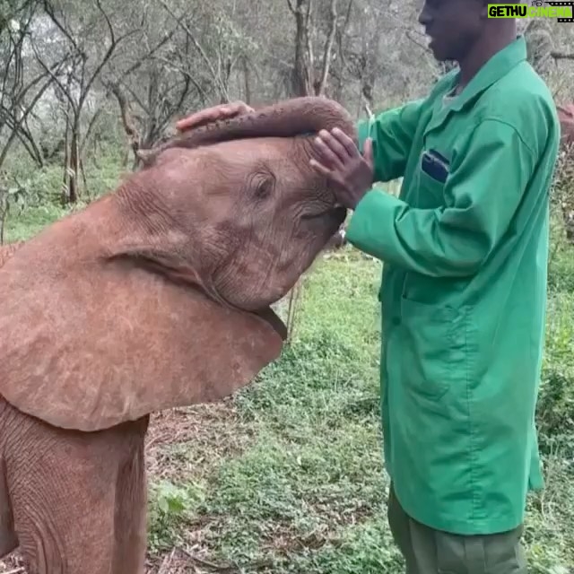 Amy Smart Instagram - Loooove this…. Gentle souls 🐘 Repost from @kathyfreston • There are so many souls dedicating their lives to saving animals everywhere. It gives me hope. It fills me up. Look for the helpers…they are out there. Thank you @sheldricktrust 🤍🤍🤍🌈 #heroes . . . . #elephant #babyelephants #wildlife #animallover #animalactivist #saviors #vegan #climatechange #climatecrisis #savetheelephants