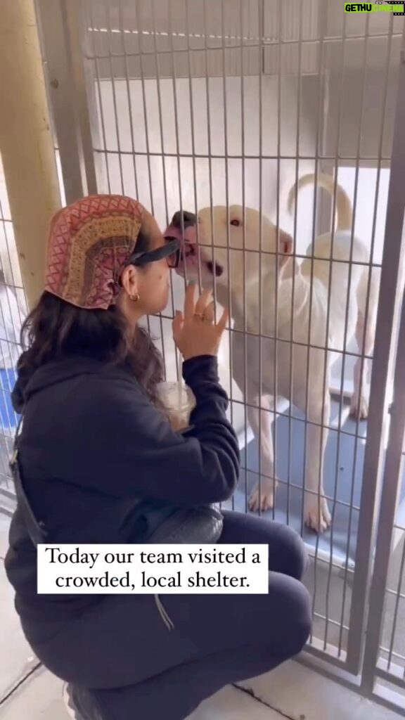 Amy Smart Instagram - If you are in LA and can FOSTER A DOG PLEASE HELP! There are a lot of great dogs at the Downey Shelter. They have a high euthanasia rate. Watch this vid and help if you can. @wagsandwalks 🐾
