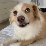Ana Kasparian Instagram - Charlie crunching on a piece of honey crisp apple is the cutest sound ever.
