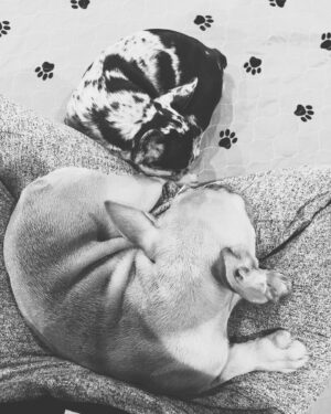 Anabelle Acosta Instagram - Dedicated to the ones who changed my life. Nala & Mila, my besties. At my lowest, at my worst, they taught me the meaning of unconditional love. Best wishes on #NationalPetDay