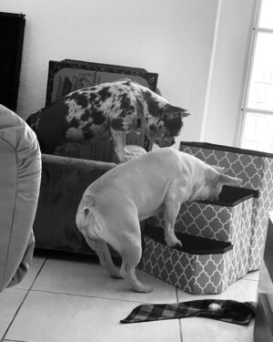 Anabelle Acosta Instagram - Dedicated to the ones who changed my life. Nala & Mila, my besties. At my lowest, at my worst, they taught me the meaning of unconditional love. Best wishes on #NationalPetDay