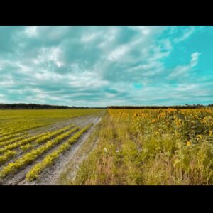 Anabelle Acosta Instagram - Like a sky with a thousand suns 🌻 #SunflowerField #WokeUpToThis 💛💛💛💛💛💛💛
