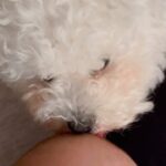 Anastasiia Korotka Instagram - Обожнюю озвучувати БУФУ )))) Буфа впевнена ,що Остап то її солоденьке цуценятко)))