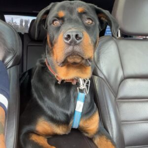 Andi Tóth Instagram - Bailey a napokban 7 hónapos lett. @kutyaiskola_nyakas_gabor ajánlásával 1 kerek hónapig teszteltem Baileyn a @platinum_kutyatap -ot. Ez a poszt nem reklám tartalmú, csak az én tapasztalataimat szeretném megosztani olyan gazdikkal, akik a legjobbat akarják szeretett kutyusaiknak🖤 
Ami szinte rögtön szemet szúrt az az, hogy NEM PUFFAD FEL A HASA a kutyának. Ez nagyon fontos, hiszen mi sem érezzük túl jól magunkat egy egészségtelen étkezés után, aminek has puffadás a következménye. Ezáltal a kaja utáni hosszú alvás is megszűnt, mivel nem került “kajakómába” a kutya. Energetikus marad, de persze ne vigyük rögtön futni, nehogy baja legyen a pocakjának. A bundája szerintem a képről is egyértelmű változáson ment keresztül, egyszerűen RAGYOG✨ A termék leírásában az is szerepel, hogy segít a növekedésben, izomzat felépítésében, ezt azzal tudom alátámasztani, hogy az orvos kálciumot írt fel Baileynek a BRUTÁL NÖVEKEDÉSE miatt. Természetesen maximálisan egészséges, de a csontokkal is törődünk, hogy bírják tartani a lépést a kis testével😌 Az már csak persze hab a tortán, hogy a hihetetlen magas hústartalma miatt Bailey IMÁDJA !! Nagyon szívesen megosztok majd sztoriban egy vacsihoz készülős videót, ahol láthatjátok a terméket és hogy hogyan, miből mennyit adok Baileynek. 🙏🏽 
Ez az együttműködés kifejezetten NEM “reklám”. A @platinum_kutyatap 1 havi tápot küldött nekünk teljesen ingyen, minden kérés nélkül, hogy kipróbálja Bailey. Én pedig szeretettel ajánlom nektek és a kiskedvenceknek🖤🥹 Boldog pocak, boldog kutyus🐶