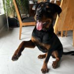 Andi Tóth Instagram - Bailey a napokban 7 hónapos lett. @kutyaiskola_nyakas_gabor ajánlásával 1 kerek hónapig teszteltem Baileyn a @platinum_kutyatap -ot. Ez a poszt nem reklám tartalmú, csak az én tapasztalataimat szeretném megosztani olyan gazdikkal, akik a legjobbat akarják szeretett kutyusaiknak🖤 Ami szinte rögtön szemet szúrt az az, hogy NEM PUFFAD FEL A HASA a kutyának. Ez nagyon fontos, hiszen mi sem érezzük túl jól magunkat egy egészségtelen étkezés után, aminek has puffadás a következménye. Ezáltal a kaja utáni hosszú alvás is megszűnt, mivel nem került “kajakómába” a kutya. Energetikus marad, de persze ne vigyük rögtön futni, nehogy baja legyen a pocakjának. A bundája szerintem a képről is egyértelmű változáson ment keresztül, egyszerűen RAGYOG✨ A termék leírásában az is szerepel, hogy segít a növekedésben, izomzat felépítésében, ezt azzal tudom alátámasztani, hogy az orvos kálciumot írt fel Baileynek a BRUTÁL NÖVEKEDÉSE miatt. Természetesen maximálisan egészséges, de a csontokkal is törődünk, hogy bírják tartani a lépést a kis testével😌 Az már csak persze hab a tortán, hogy a hihetetlen magas hústartalma miatt Bailey IMÁDJA !! Nagyon szívesen megosztok majd sztoriban egy vacsihoz készülős videót, ahol láthatjátok a terméket és hogy hogyan, miből mennyit adok Baileynek. 🙏🏽 Ez az együttműködés kifejezetten NEM “reklám”. A @platinum_kutyatap 1 havi tápot küldött nekünk teljesen ingyen, minden kérés nélkül, hogy kipróbálja Bailey. Én pedig szeretettel ajánlom nektek és a kiskedvenceknek🖤🥹 Boldog pocak, boldog kutyus🐶