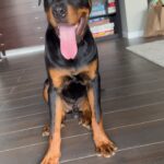 Andi Tóth Instagram - Bailey a napokban 7 hónapos lett. @kutyaiskola_nyakas_gabor ajánlásával 1 kerek hónapig teszteltem Baileyn a @platinum_kutyatap -ot. Ez a poszt nem reklám tartalmú, csak az én tapasztalataimat szeretném megosztani olyan gazdikkal, akik a legjobbat akarják szeretett kutyusaiknak🖤 Ami szinte rögtön szemet szúrt az az, hogy NEM PUFFAD FEL A HASA a kutyának. Ez nagyon fontos, hiszen mi sem érezzük túl jól magunkat egy egészségtelen étkezés után, aminek has puffadás a következménye. Ezáltal a kaja utáni hosszú alvás is megszűnt, mivel nem került “kajakómába” a kutya. Energetikus marad, de persze ne vigyük rögtön futni, nehogy baja legyen a pocakjának. A bundája szerintem a képről is egyértelmű változáson ment keresztül, egyszerűen RAGYOG✨ A termék leírásában az is szerepel, hogy segít a növekedésben, izomzat felépítésében, ezt azzal tudom alátámasztani, hogy az orvos kálciumot írt fel Baileynek a BRUTÁL NÖVEKEDÉSE miatt. Természetesen maximálisan egészséges, de a csontokkal is törődünk, hogy bírják tartani a lépést a kis testével😌 Az már csak persze hab a tortán, hogy a hihetetlen magas hústartalma miatt Bailey IMÁDJA !! Nagyon szívesen megosztok majd sztoriban egy vacsihoz készülős videót, ahol láthatjátok a terméket és hogy hogyan, miből mennyit adok Baileynek. 🙏🏽 Ez az együttműködés kifejezetten NEM “reklám”. A @platinum_kutyatap 1 havi tápot küldött nekünk teljesen ingyen, minden kérés nélkül, hogy kipróbálja Bailey. Én pedig szeretettel ajánlom nektek és a kiskedvenceknek🖤🥹 Boldog pocak, boldog kutyus🐶
