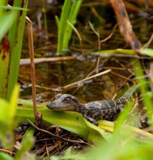 Andrea Boehlke Instagram - January: stayed off of IG for a full month (highly recommend, 10/10 experience), did some monkeying around in Florida, went to the Everglades for the first time and decided I like alligators. I took the last three photos, that baby gator is a lottttttt 😩 
📸 @troyzan