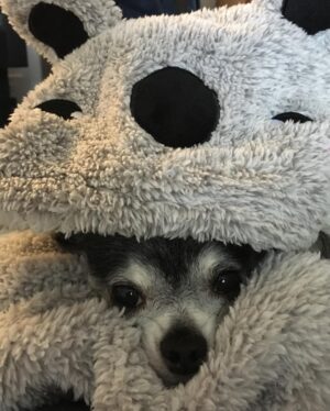 Andrea Bowen Instagram - It’s my best friend’s birthday! It’s been 9 years of bliss, buddy.