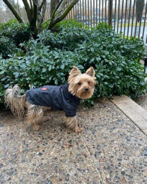 Andrea Tessa Instagram - No conozco la vida sin un perro en mi casa. Desde muy chica, los perros fueron parte de la familia, nunca un juguete, nunca un guardián del patio.  Los animales enseñan, educan, acompañan, sensibilizan. Una caminata por la orilla del mar, una tarde de lluvia, un paseo por un parque, un día de hacer literalmente nada, junto a un perro, es muchísimo mejor. Feliz día, @patantessa y a todos los perritos del mundo, todos los que te antecedieron y jugaron en el mismo jardín donde hoy corres y persigues inútilmente a los conejos 🥰