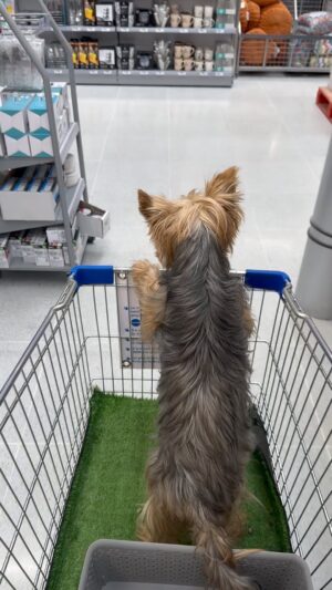 Andrea Tessa Instagram - Cada día hay más lugares donde son bienvenidos nuestros 🐶. Uno de los primeros ha sido @homecenter_cl , que además proporciona carros con fondo de pasto artificial para que vayan cómodos. Se agradece 🥰