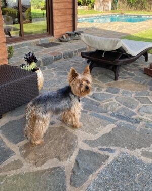 Andrea Tessa Instagram - No conozco la vida sin un perro en mi casa. Desde muy chica, los perros fueron parte de la familia, nunca un juguete, nunca un guardián del patio.  Los animales enseñan, educan, acompañan, sensibilizan. Una caminata por la orilla del mar, una tarde de lluvia, un paseo por un parque, un día de hacer literalmente nada, junto a un perro, es muchísimo mejor. Feliz día, @patantessa y a todos los perritos del mundo, todos los que te antecedieron y jugaron en el mismo jardín donde hoy corres y persigues inútilmente a los conejos 🥰