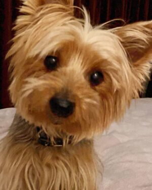 Andrea Tessa Instagram - Así te recuerdo todos los días y a cada rato. Así te extraño a morir. Mi Patan hermoso, mi compañero por casi 16 años, mi jefe mandón y amado. Te quedaste aquí en mi corazón por siempre y espero reencontrarme contigo en alguna otra dimensión, cuando llegue el día.