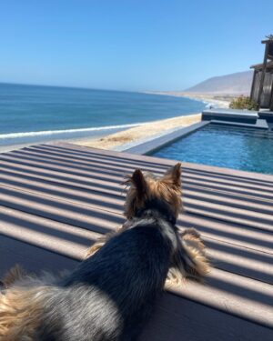 Andrea Tessa Instagram - No conozco la vida sin un perro en mi casa. Desde muy chica, los perros fueron parte de la familia, nunca un juguete, nunca un guardián del patio.  Los animales enseñan, educan, acompañan, sensibilizan. Una caminata por la orilla del mar, una tarde de lluvia, un paseo por un parque, un día de hacer literalmente nada, junto a un perro, es muchísimo mejor. Feliz día, @patantessa y a todos los perritos del mundo, todos los que te antecedieron y jugaron en el mismo jardín donde hoy corres y persigues inútilmente a los conejos 🥰