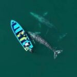 Andrea Londo Instagram – Whale watching 🐳!!! 
Grey whales travel every year to have their babies in warmer water — MEXICO 🇲🇽🫶🏼 — you can take a guided boat out into these lagoons and see the whales and their babies 🥹✨
It is the most amazing experience! I left the original sound to fully encapsulate how in awe and excited we all were!! 
~~~~~~~~~~~~~~~~~~~~~~~
Ballena gris y su ballenato 🐳!! 
Todos los años la ballena gris realiza una de las migraciones más largas que se conocen entre los mamíferos para dar a luz en Mexico. Puedes verlas con su bebé en varias partes de Baja California Sur entre Enero y Marzo, aproximadamente. 
Aquí estamos en la laguna de San Ignacio 🥹🫶🏼 
Fue lo máximo 😭!
