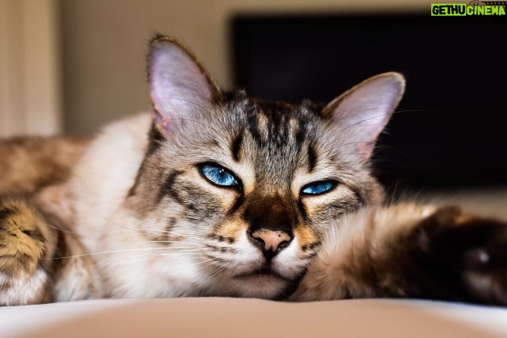 Andrea Parker Instagram - Happy Fourth of July weekend to all of you pretty little kitties out there😻 #Caturday #HenryGondorff #MrG #cashmerebengal 📷 by my crazy talented cousin and fellow cat lover @samsontalboys 💋