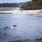 Andrea Parker Instagram – Too cute not to share…this is our 7 yr old niece Mia’s #FirstWave 🏄‍♀️👏🏻 ‼️and with a 🐕too! #GoMia 🌴 #Hawaii #northshore #startemyoung