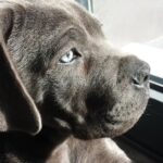 Andreia Dinis Instagram - 3 meses.... As saudades do nosso patudo 😢 #dog #thor #missu #puppy #❤️
